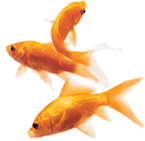 Goldfish - Discussion on names