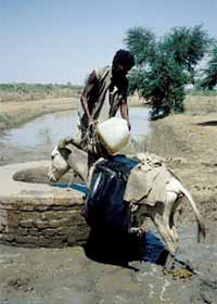 Donkey at the Well - Here&#039;s a poor donkey doing his job at the well.  I guess he didn&#039;t fall in...lol