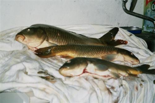 gone fishing.... - fish,fish,fish