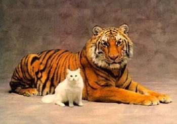 tiger cat - cat with tiger