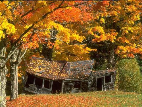 Autumn - enjoy autumn..