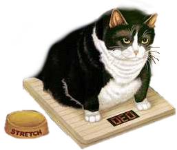 she's eaten one too many cookies - black and white cat with a little woman weight standing on a scale with her food dish beside her