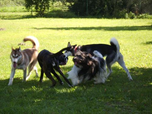 dogs playing - Dogs