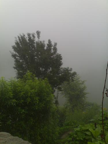 foggy morning - One foggy morning at my home village in Himachal Pradesh. I always miss that.