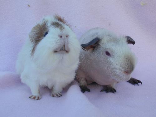 Hairy and Skinny - A hairless guinea pig and a "normal" guinea pig Hairy and Skinny - A hairless guinea pig and a "normal" guinea pig