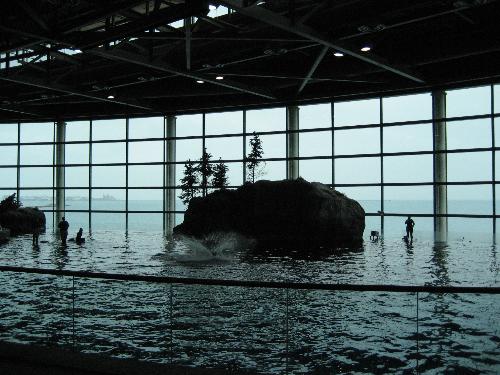 dolphin show in chicago - dolphin show in shedd aquarium,chicago