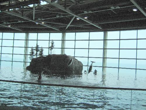 dolphins - dolphin show in chicago