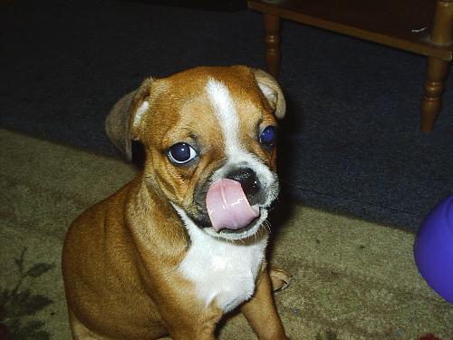 French Fry - This is my Boston Terrier mix puppy French Fry. He was learning to sit and just looked cute, so I snapped this real fast.