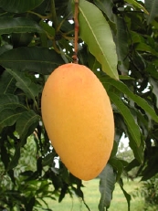 mango - mango-the fruit