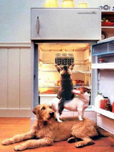 cats & dogs raiding fridge - dog laying down and allowing cat to stand on him and get into the fridge