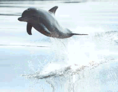 flying high - dolphins what gracefull mammals