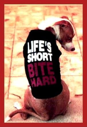 life is short, bite hard - cute dog with shirt on, shirt reads, life is short bite hard