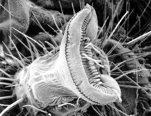 SEM picture - I don&#039;t even know what this is. But it sure looks neat.  