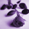 purple rose - lovely dark purple rose on purple background
