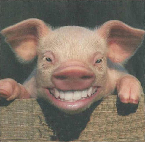 smile - Pig smile