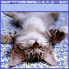 catnap - cute kitten taking a nap