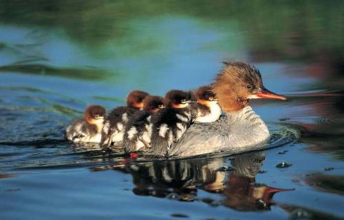 great duck  - nice