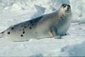sea families - seal is very beautyful and very big and faty