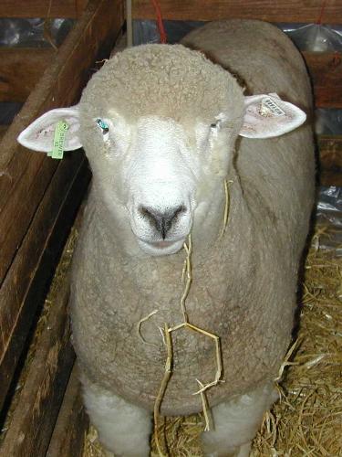 sheep - sheeeeeeeeeeeeeeeeeep