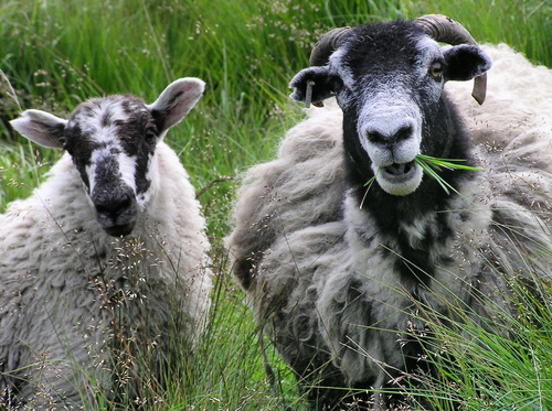 sheep - sheeeeeeeeeeeeeeeep