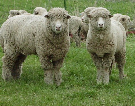 sheep - two sheep:p