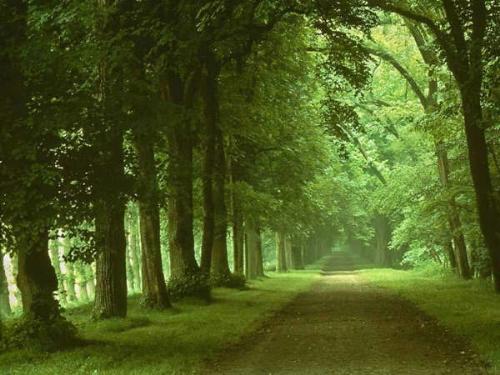 natural road  - this is fully natural road