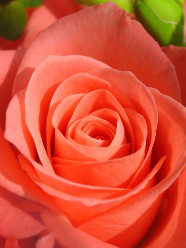Rose for Valentine! - What's special about flowers with valentine?