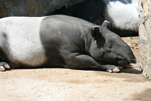 Some Kind of Pig - Beijing Zoo