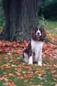 animal photo - animals photo this is
