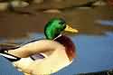animal photo1 - animal photo this is