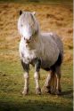 animal photo2 - animal photo