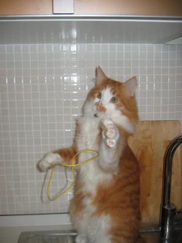 My cat Maslo - My cat Maslo playing with a rubber
