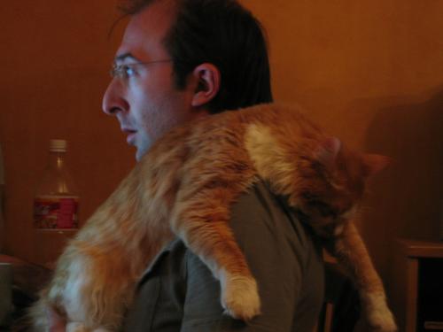 Maslo sleeping on my shoulder - My cat uses to sleep on my shoulder when I'm on pc :)