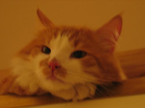 Maslo sleepy - My cat falls asleep often during the day