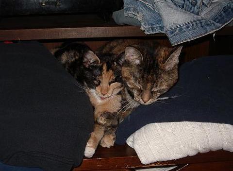 Cats - Spalter and Rascal sleeping a little too close on my clothing.