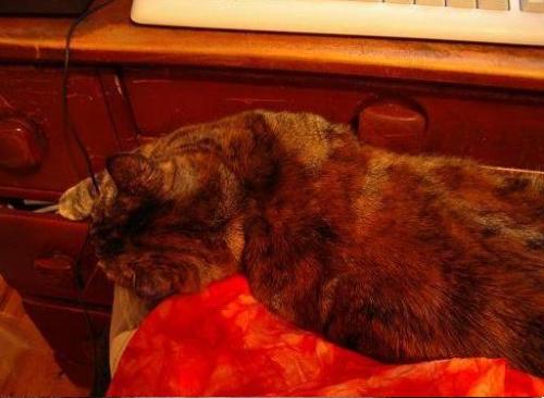 Cat - Sitting at my computer and enjoying the company of my cat on my lap.