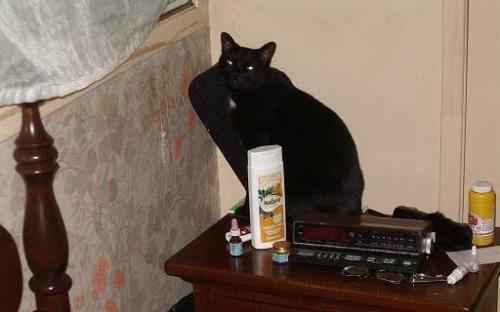Cat - This is Mr.  Ruggles.  He looks evil but is very sweet if you can get him to stay long enough.
