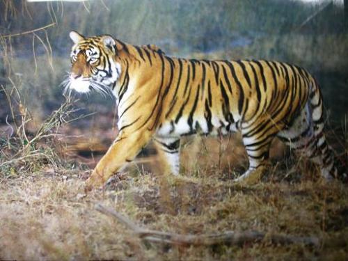 Tiger - Photographed at Bandipur Tiger Reserve Forest, Karnataka, India