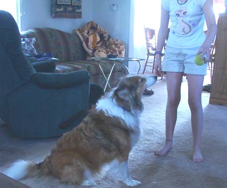 Sparky, our barking sheltie - Sparky LOVES to bark at anyone that comes near our house or knocks on the door.  We've had to train him to stay on his blanket, rather than rush the door and bark everytime we have company.