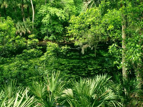 Blue_Spring_State_Park,_Florida - Nature Beauty