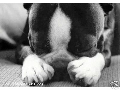 boston terrier - A cute boston terrier