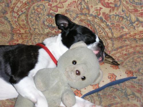 boston terrier with a bear - boston terrier with a teddy bear