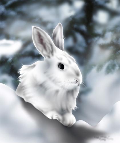 rabbit - snow rabbit