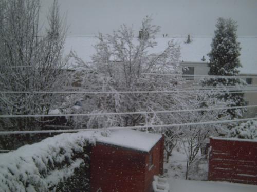 snow in december - The pure white snow