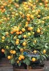 Spring Festival - One kind of plants . You can see it in the Chinese house .
