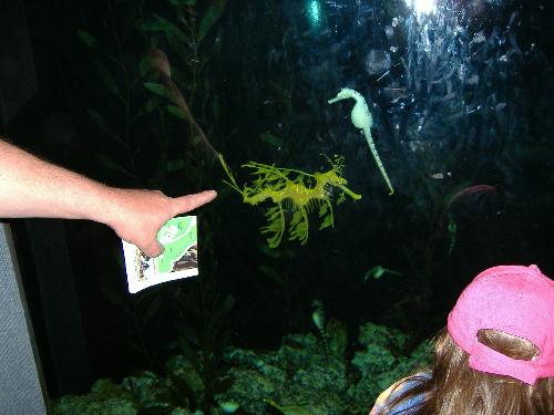 seahorses - went to the zoo in omaha nebraska and seen some really neat stuff but my fav was these 2 seahorses they are so awsome