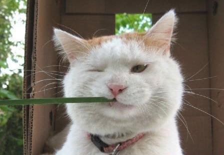 animal - A lovely cat,What's he doing?
