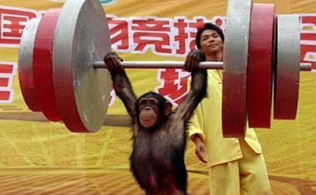 animal - Wow,look here.How strong the orang is!!