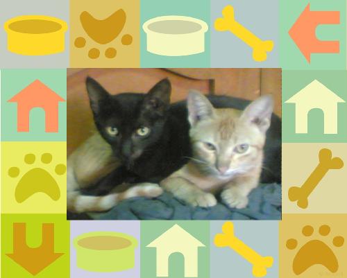 Beauty and Orange - Maybe you might think, that this only a poster.  No,no,no. This is really true. They are also our pets in the house.