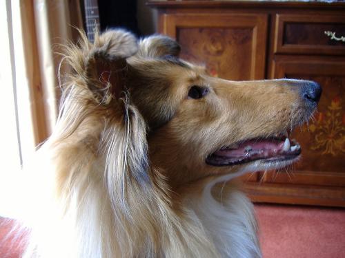 Phoebe our adorable but noisy rough collie! - Pheebs was named by my youngest niece, Ema-Jane. She is a fan of 'Friends' (Ema, not Phoebe hehe).